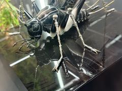 -中环花鸟鱼虫市场