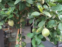 -OGGI TRATTORIA PIZZERIA(深业上城店)