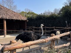 -上海野生动物园