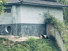-中国大熊猫保护研究中心雅安碧峰峡基地