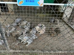 -歌斐颂巧克力小镇