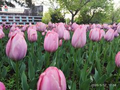 -长春公园(普阳街道)