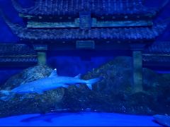 -秦皇岛新澳海底世界