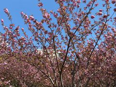 -高东镇樱花园