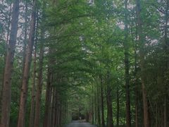 -日照海滨国家森林公园