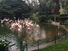 -香港皇家太平洋酒店