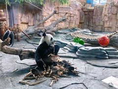 -泉州海丝野生动物世界