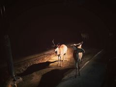 -清迈夜间动物园