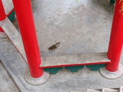 -王顺山国家森林公园