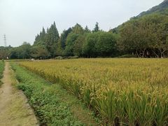 -八卦田遗址公园