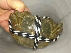 -七的湖·晚芳亭·阳澄湖农家菜·大闸蟹(莲花岛店)