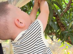 -老袁家蜜桃农场·阳山水蜜桃