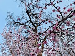 -桃花堤公园