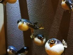 -天正河鲀·河豚亭(大连店)