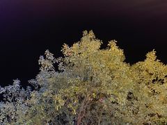 -蜀八婆鲍鱼鸡煲虾(宝安坪洲店)