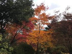 -常寂光寺