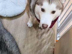 -Husky Go! 哈士奇体验馆·宠物咖啡厅狗咖