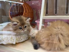 -momokira米努特·德文卷毛猫·棉花面纱犬