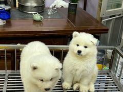 -中环花鸟鱼虫市场