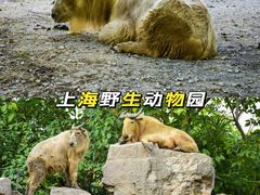 -上海野生动物园