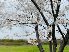 -长田漾湿地公园