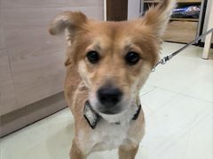 -瑞鹏宠物医院·宠保定点·心脏科·内科(御桥分院)