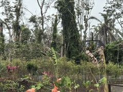 -海南热带野生动植物园