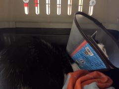 -安安宠医宠物医院·异宠·犬猫内科(岳阳分院)