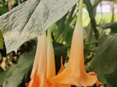 -北京植物园-展览温室