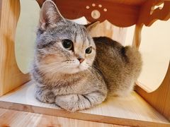 -猫色咖啡·猫咖