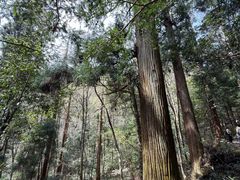 -天目山大树王景区