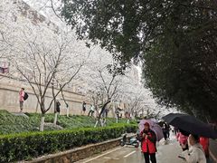 -武汉大学-樱园
