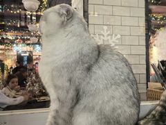 -Alimentari Mulino意大利餐吧&烘焙(丰盛里店)