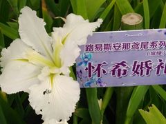 鸢尾花-圩墩遗址公园
