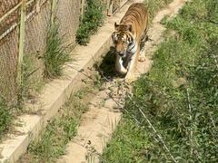 -青藏高原野生动物园