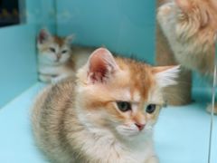 -猫宠乐园·专业洗护