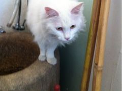 -Babycat私家御饼屋(龙头路一店)