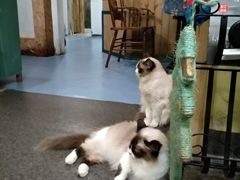 大堂-猫色咖啡·猫咖