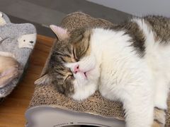 -Cappucimeow猫咪咖啡馆(韦伯时代店)