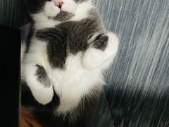 -艾吉宠物医院·疑难杂症转诊中心·猫友好(碧江路院)