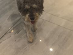 -北京派仕佳德动物医院·超导核磁·CT·神经科·骨科·内外科·急重症管理中心