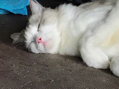 -猫猫幼稚园·撸猫·桌游·电玩