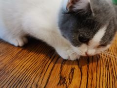 -70cat德文卷毛猫·缅因猫纯种猫舍