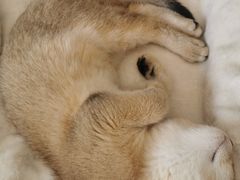 -宠颐生·恒爱宠物医院(静海店)