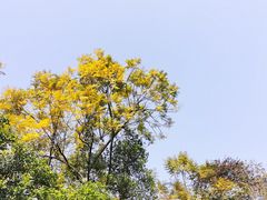 -深圳仙湖植物园