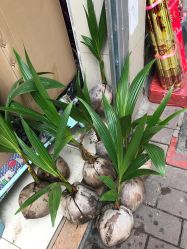 -花田喜店兴华百货