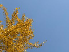 -三里屯东五街银杏大道