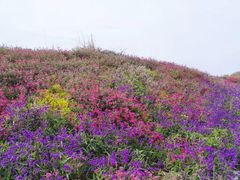 -武陵山森林公园