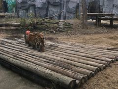 -常州淹城野生动物世界
