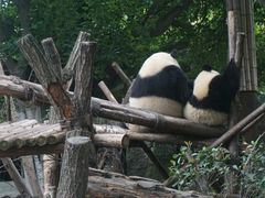 熊猫-成都大熊猫繁育研究基地